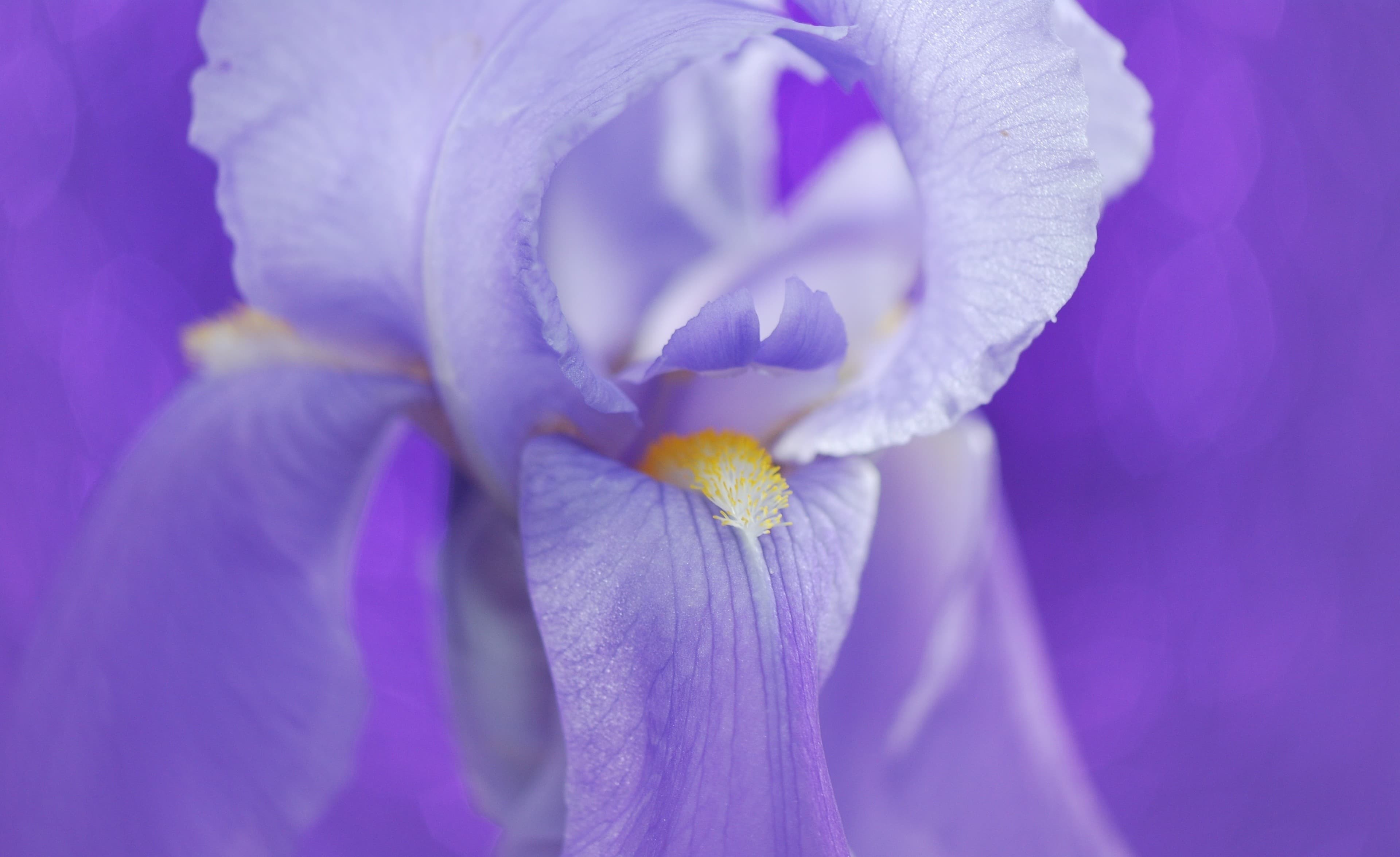 Terpene Iris