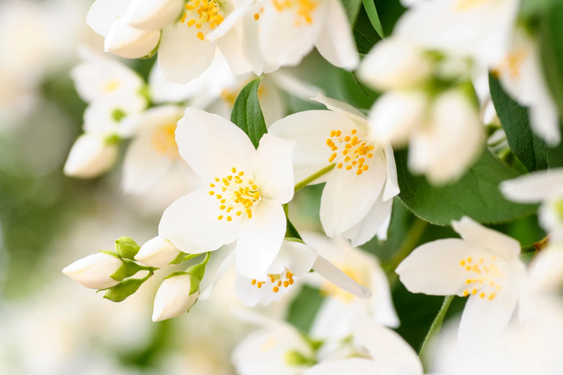 Terpene Jasmine