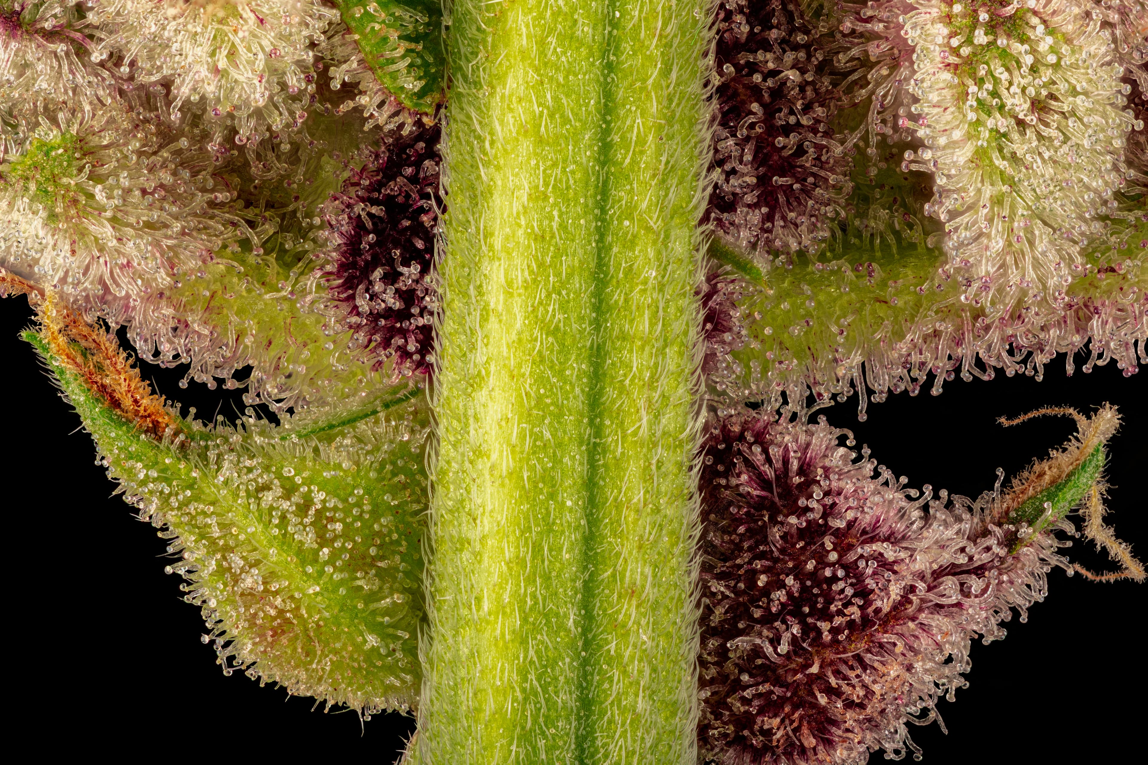 Picture hawoodrose