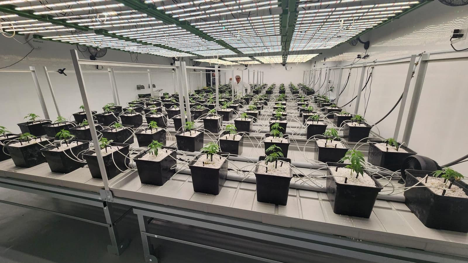 GDP/GACP production image