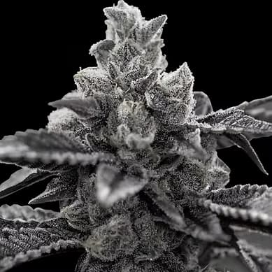 Picture Feminized seeds