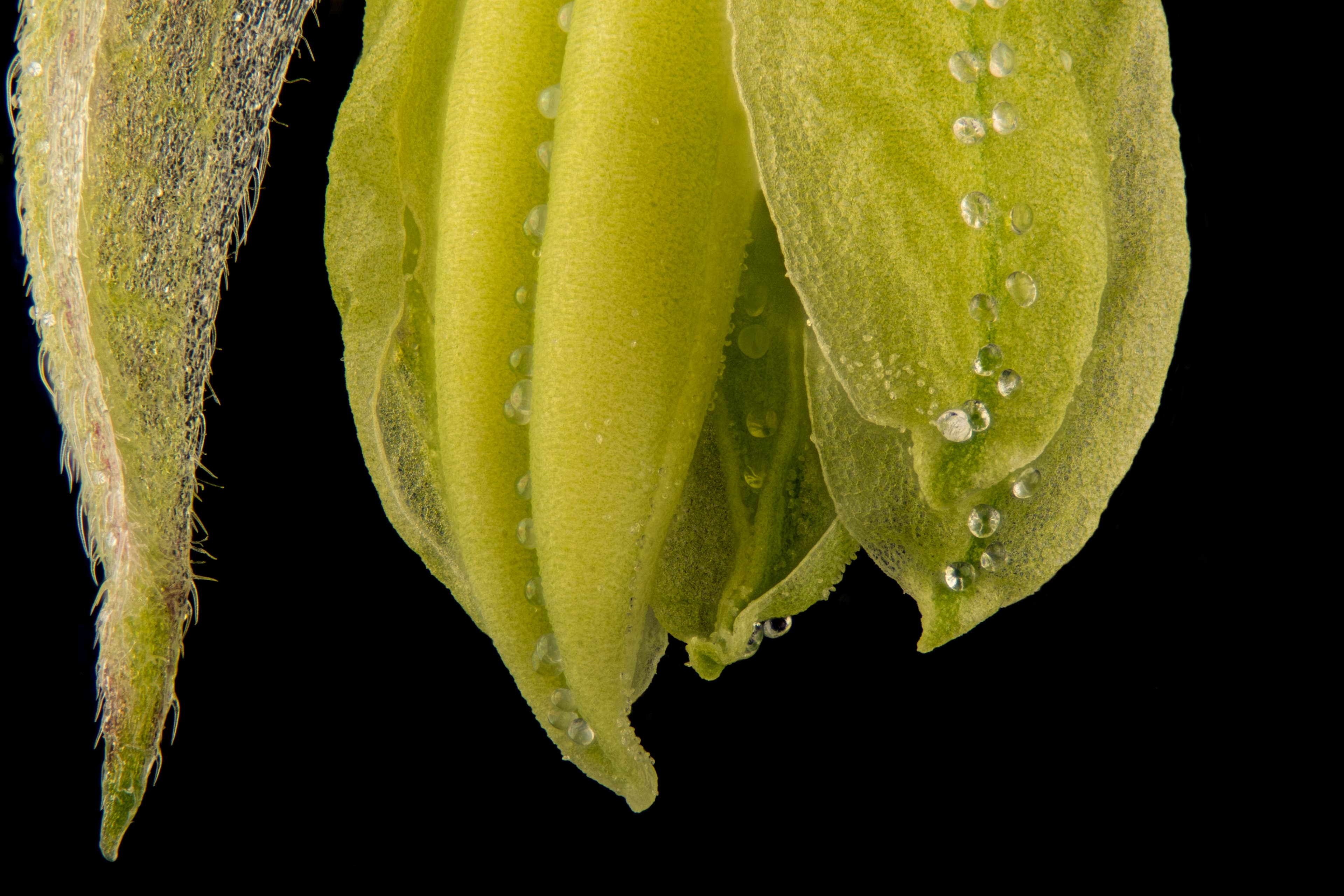 Picture Regular seeds