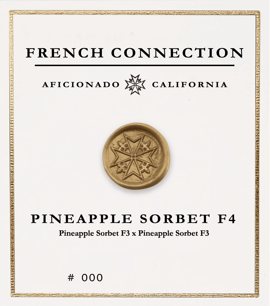 Picture Pineapple Sorbet F4