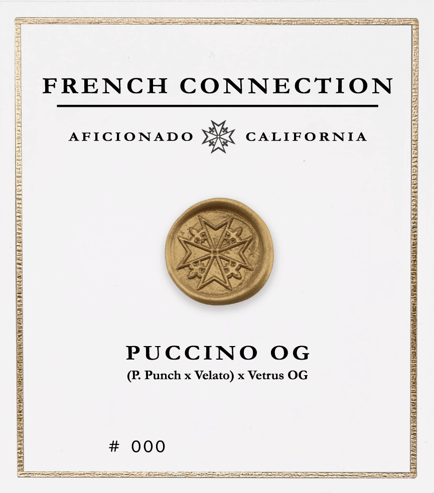Picture Puccino OG